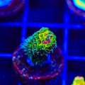 RRC Rainbow Splice Acropora Coral