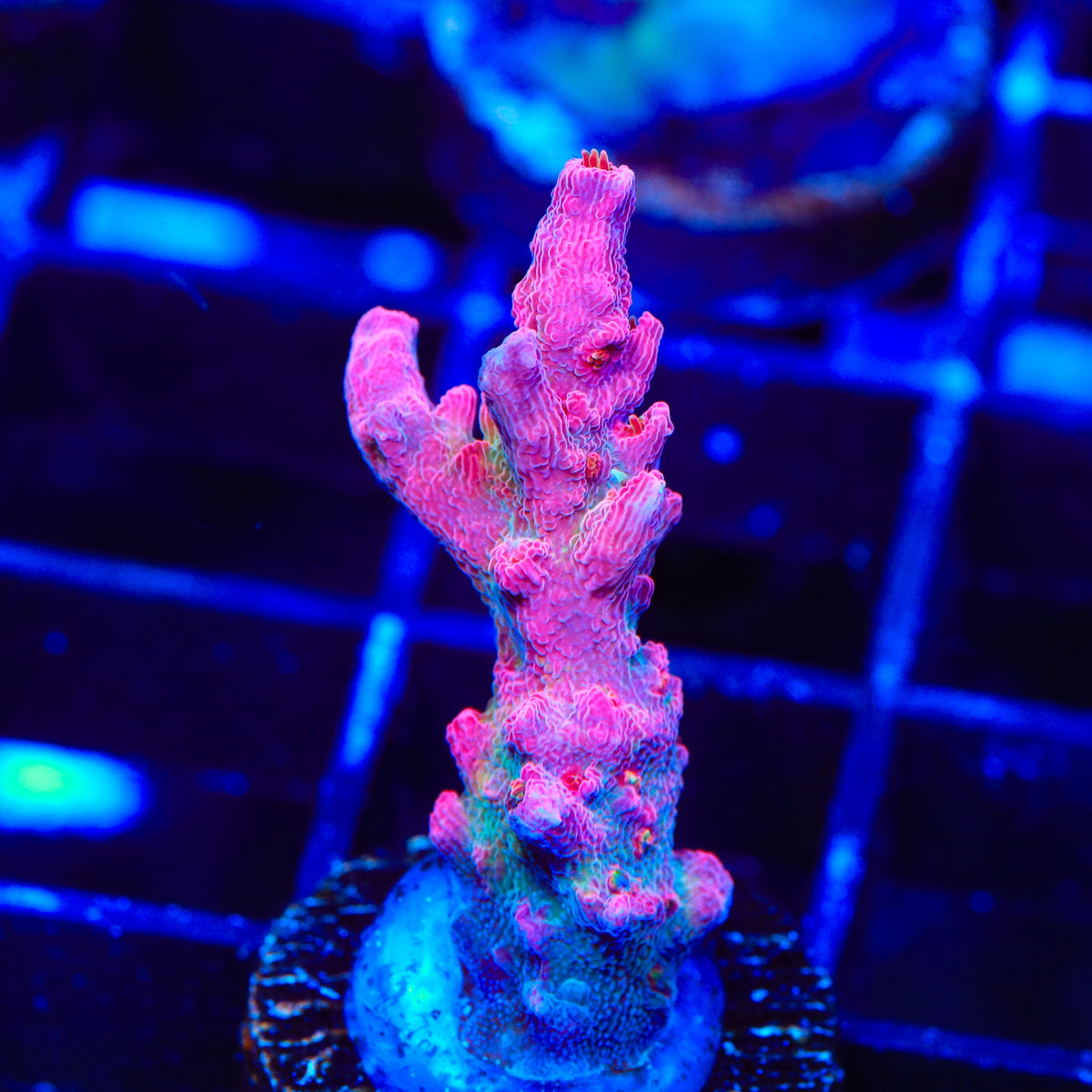 TSA Victoria Secret Acropora Coral