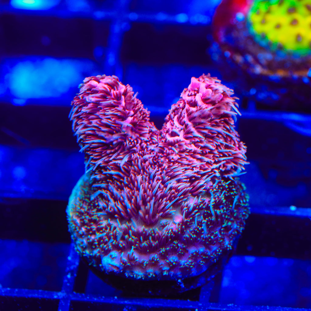TSA Screamin Demon Millepora Acropora Coral