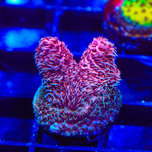 TSA Screamin Demon Millepora Acropora Coral