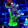 Poto Grafted Jekyll and Hyde Acropora Coral