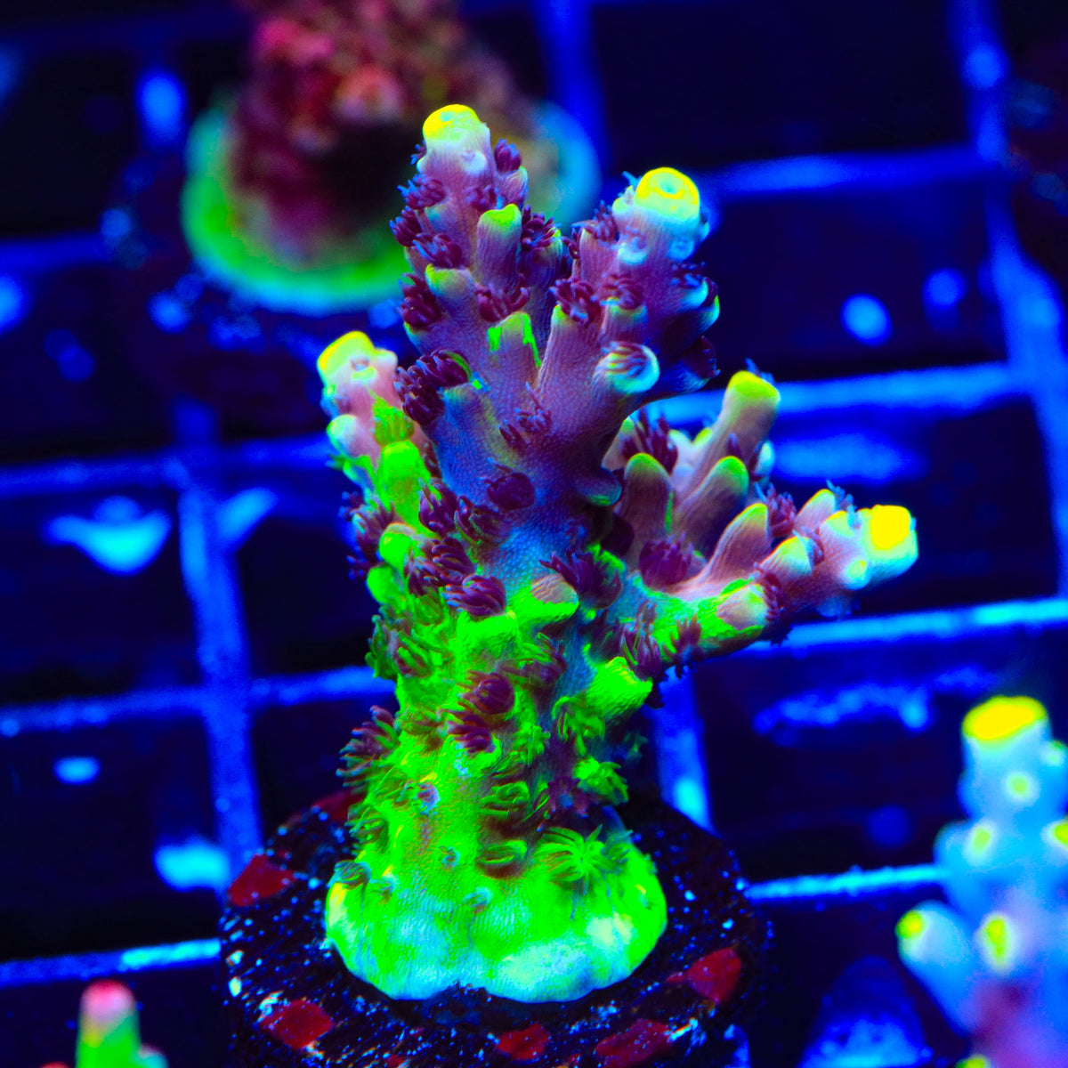 Poto Grafted Jekyll and Hyde Acropora Coral