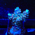 TSA Smurf Smasher Tenuis Acropora Coral