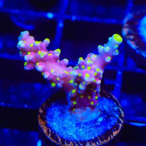 RR Firecracker Acropora Coral