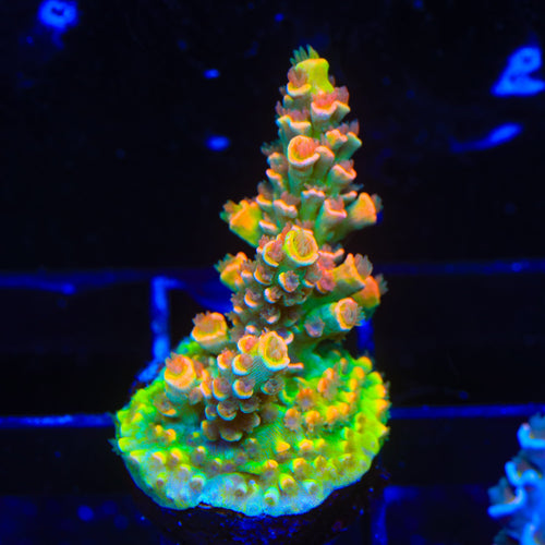 BkChem Froot Loops Acropora Coral