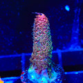 TSA Heaven and Hell Millepora Acropora Coral