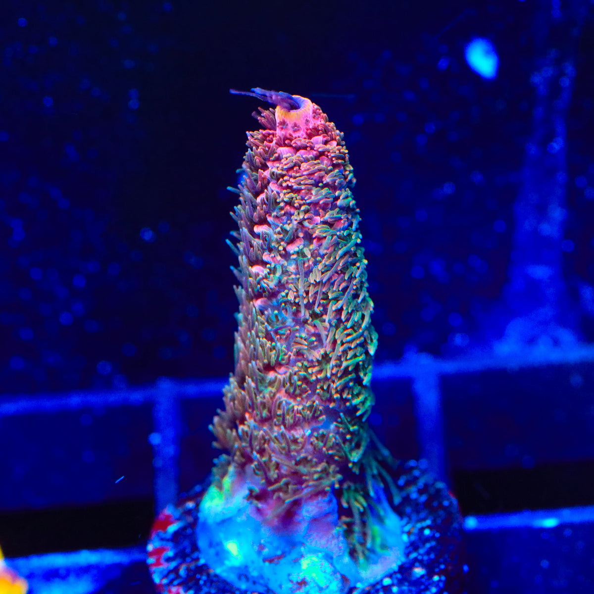 TSA Heaven and Hell Millepora Acropora Coral