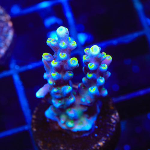 TSA Purple Rain Acropora Coral