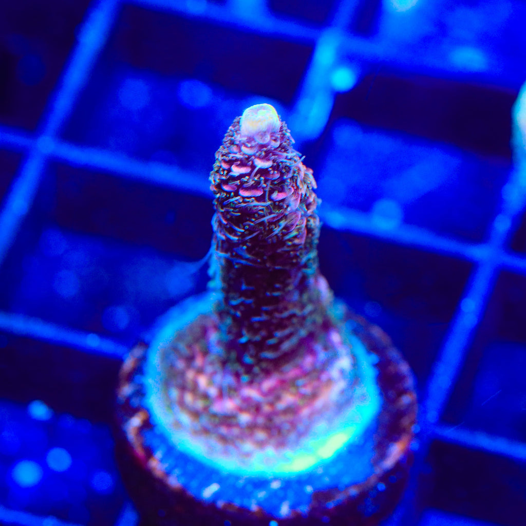 TSA Woolly Mammoth Acropora Coral