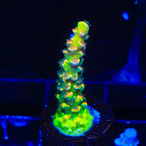 BkChem Froot Loops Acropora Coral
