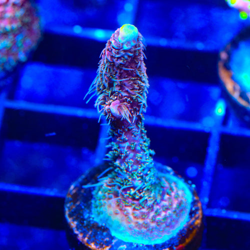 TSA Woolly Mammoth Acropora Coral