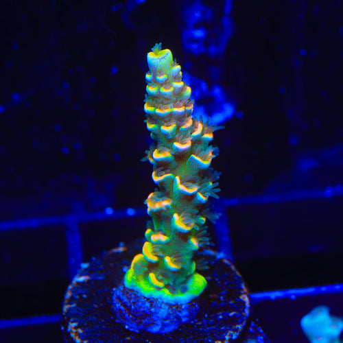 BkChem Froot Loops Acropora Coral