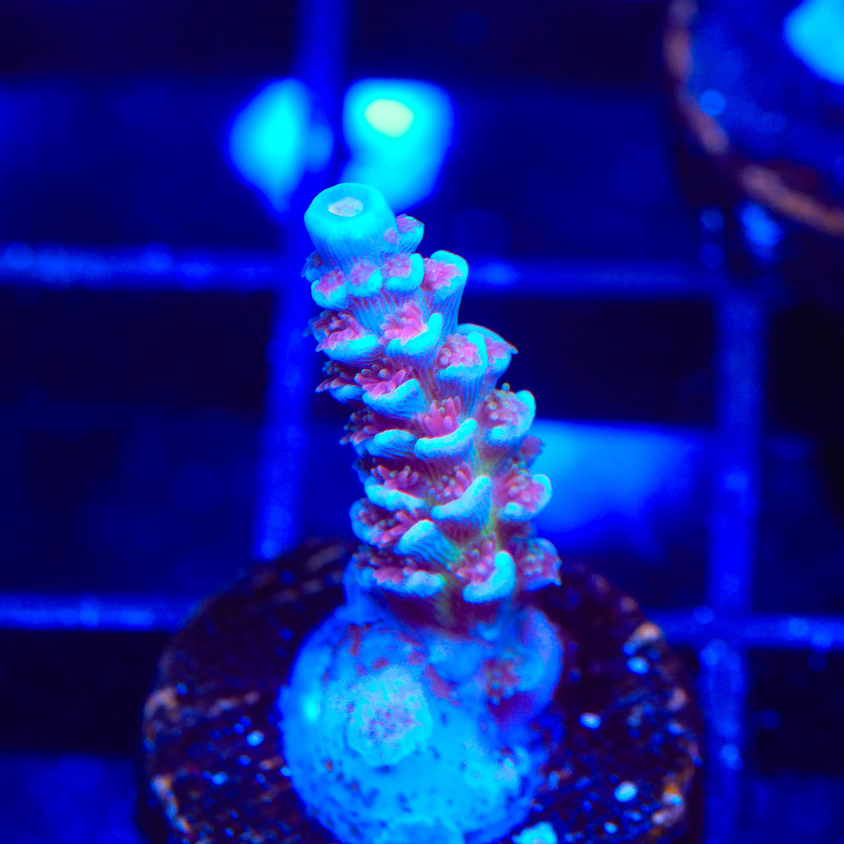 JF Jolt Acropora Coral