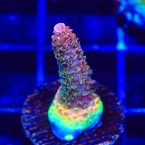 TSA Heaven and Hell Millepora Acropora Coral