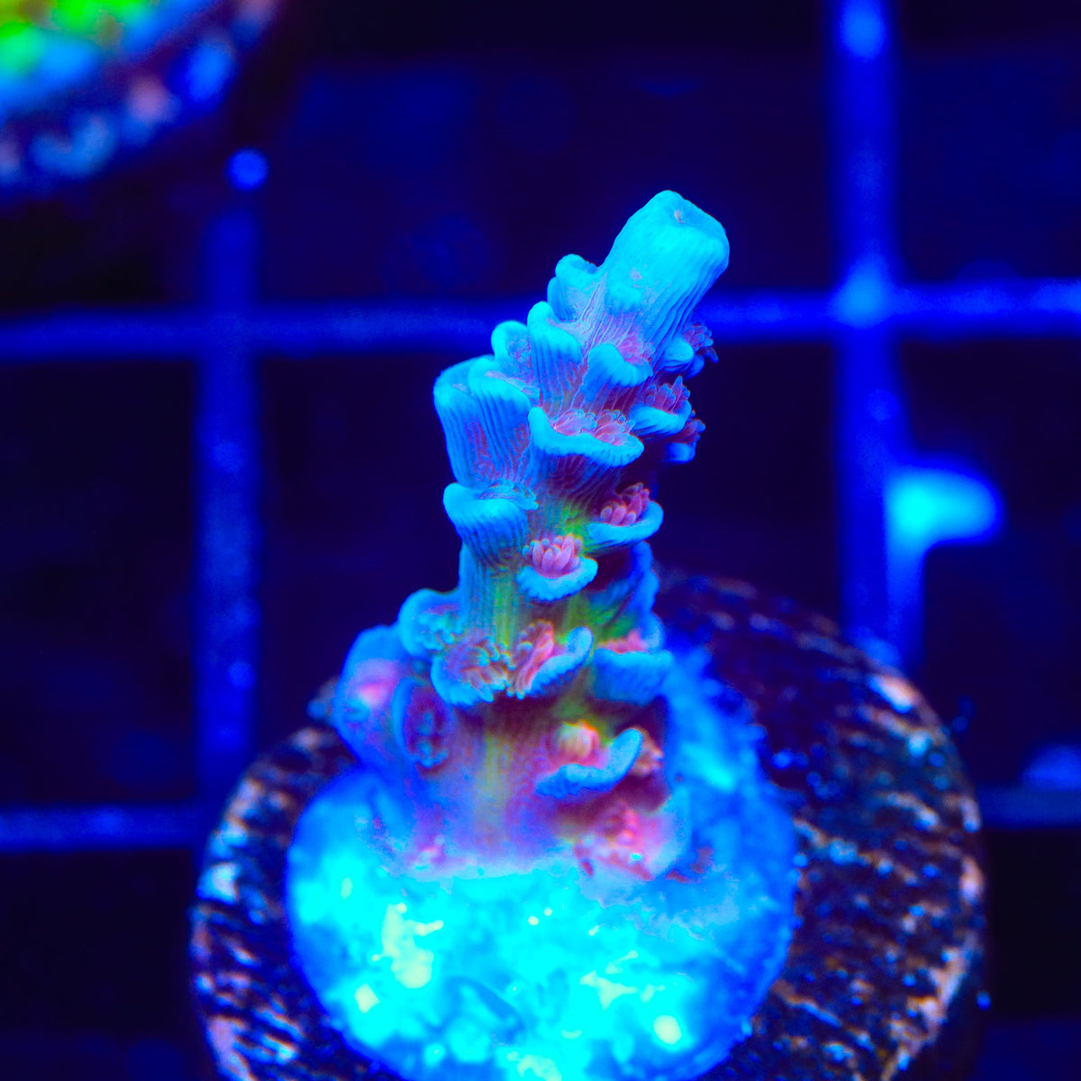 JF Jolt Acropora Coral