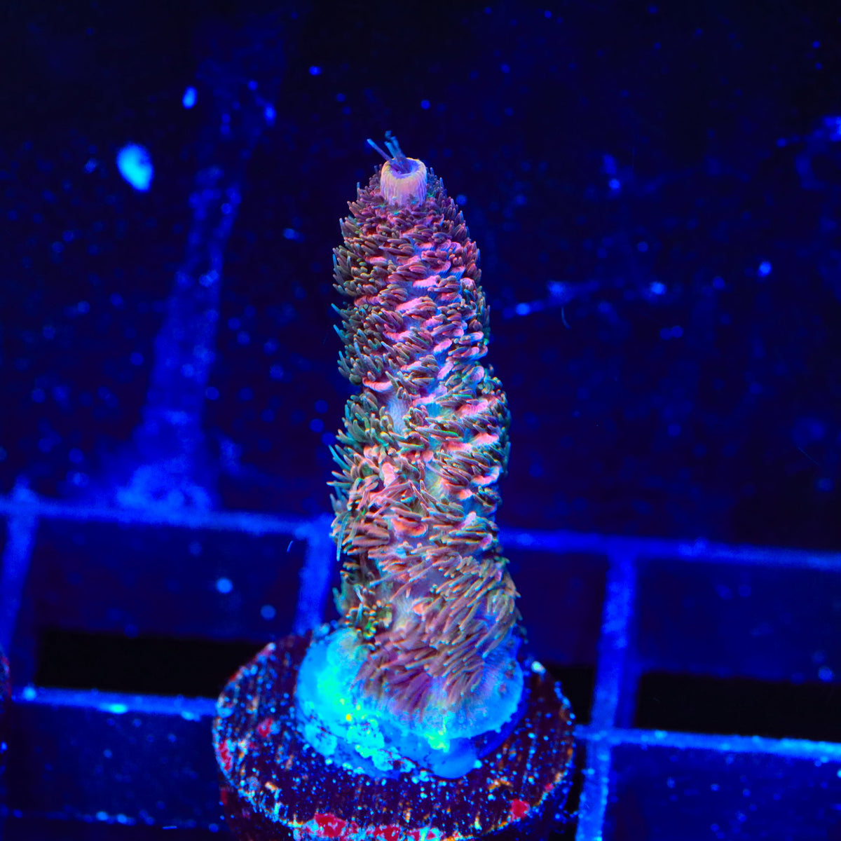 TSA Heaven and Hell Millepora Acropora Coral