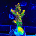 Tyree Pink Lemonade Acropora Coral