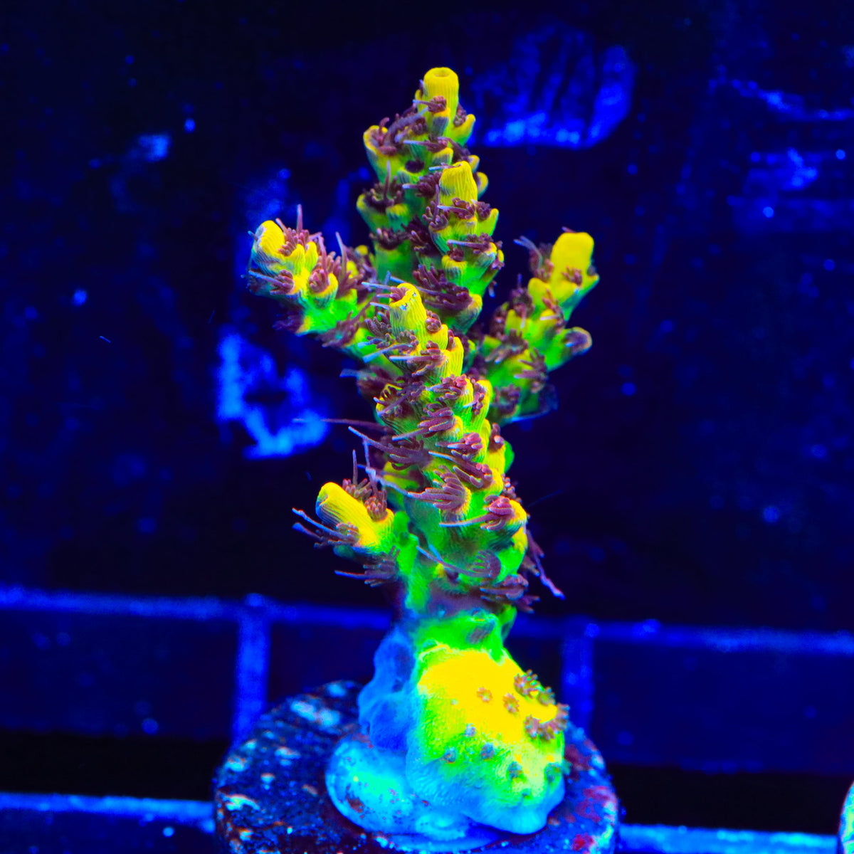 Tyree Pink Lemonade Acropora Coral