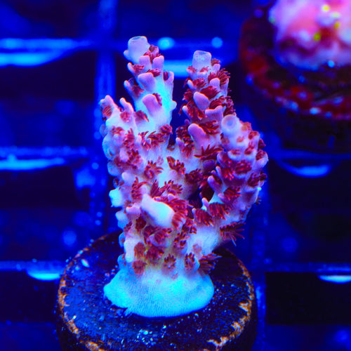 TSA Optimus Prime Acropora Coral