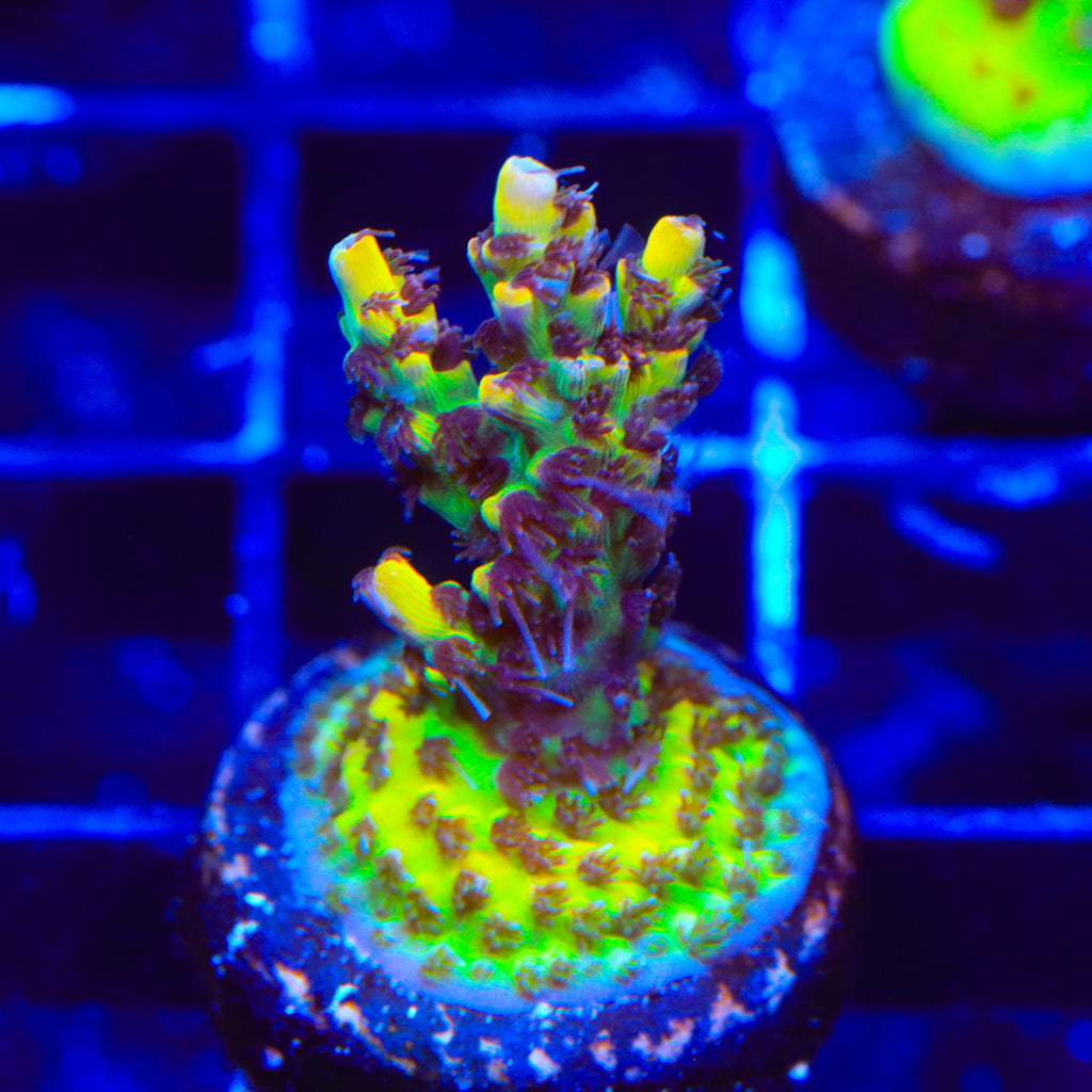 Tyree Pink Lemonade Acropora Coral