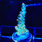TSA Long Island Acropora Coral