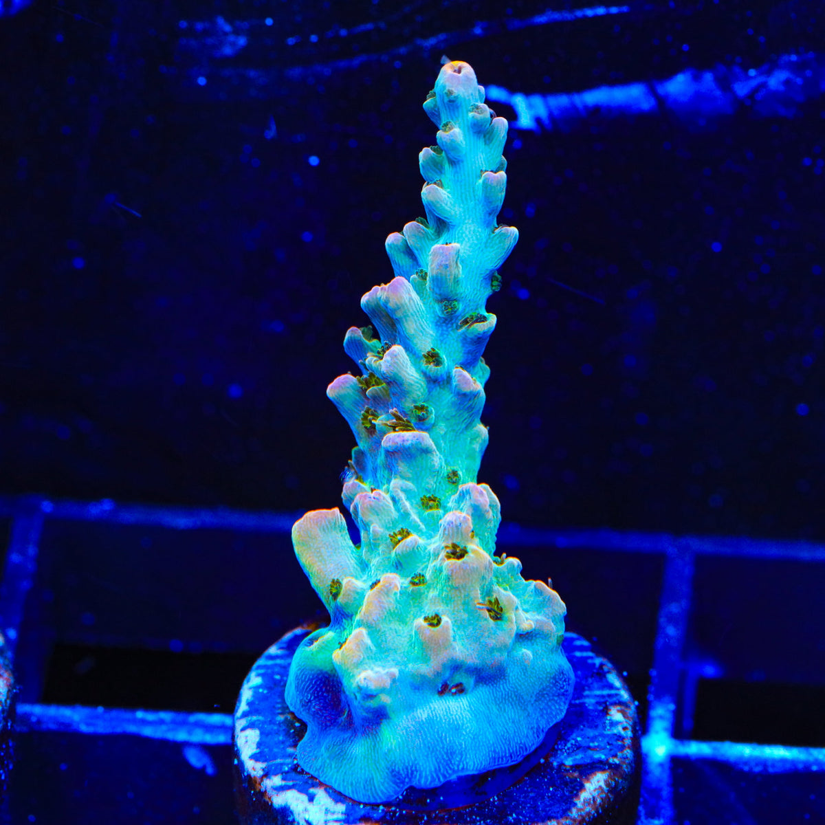 TSA Long Island Acropora Coral