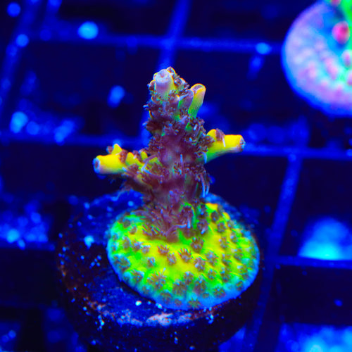 Tyree Pink Lemonade Acropora Coral