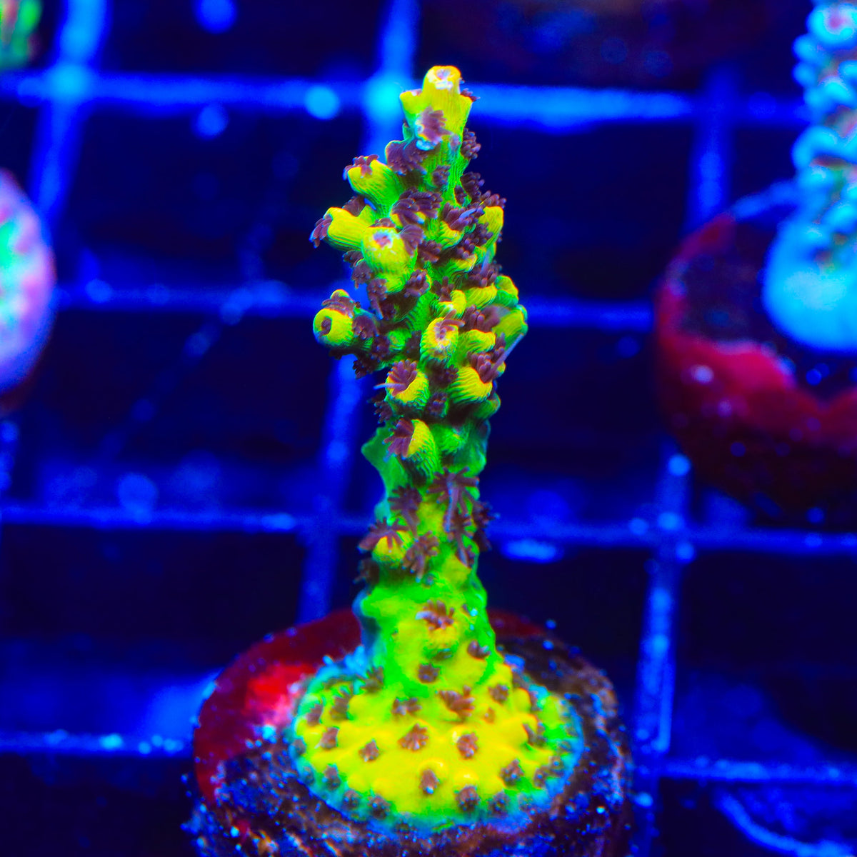 Tyree Pink Lemonade Acropora Coral