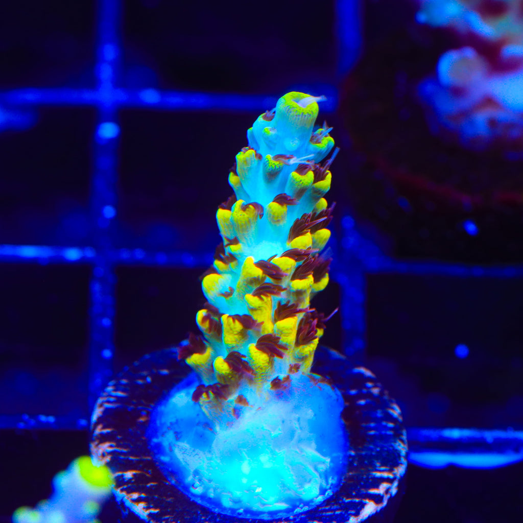 RR Pink Floyd Acropora Coral