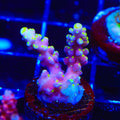 RR Firecracker Acropora Coral