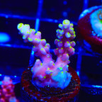 RR Firecracker Acropora Coral