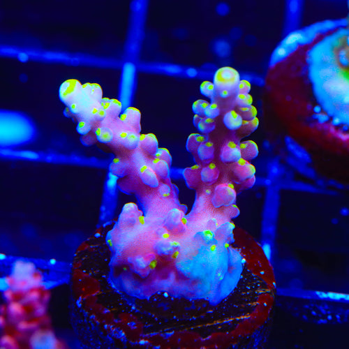 RR Firecracker Acropora Coral