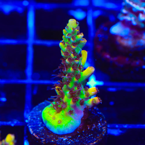 Tyree Pink Lemonade Acropora Coral