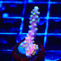 RR Firecracker Acropora Coral