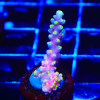 RR Firecracker Acropora Coral