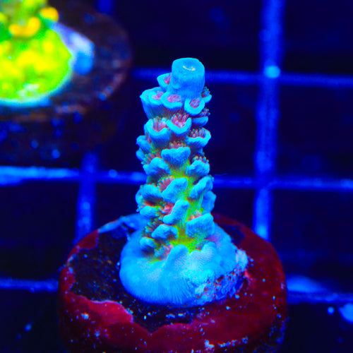 JF Jolt Acropora Coral