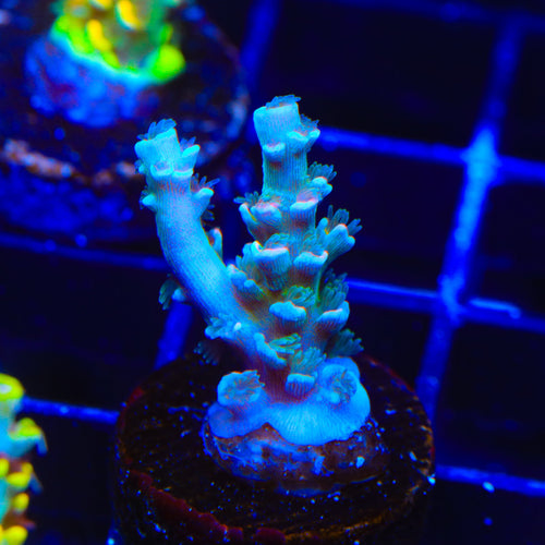 TSA Haymaker Tenuis Acropora Coral
