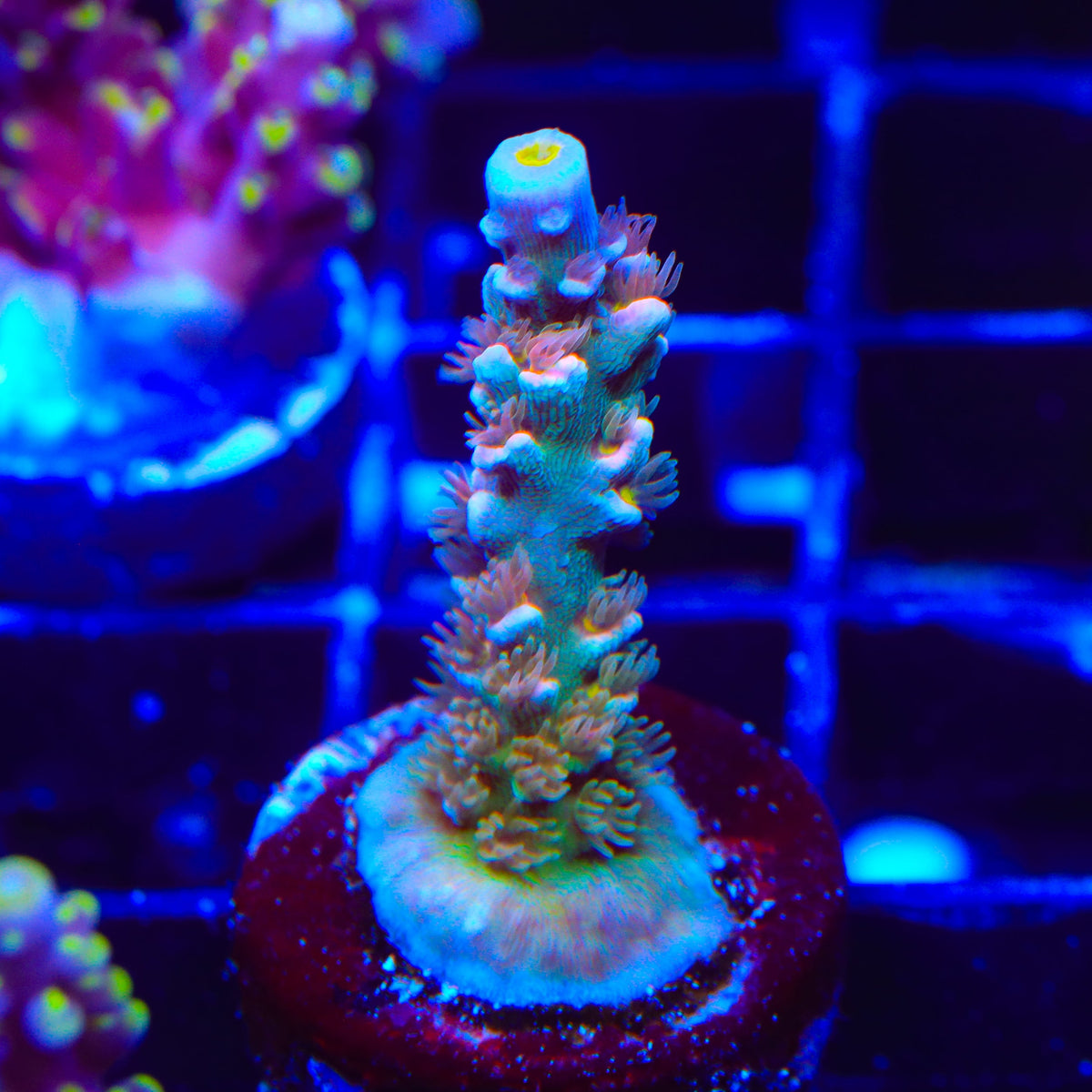 TSA Frostbite Pheonix Acropora Coral