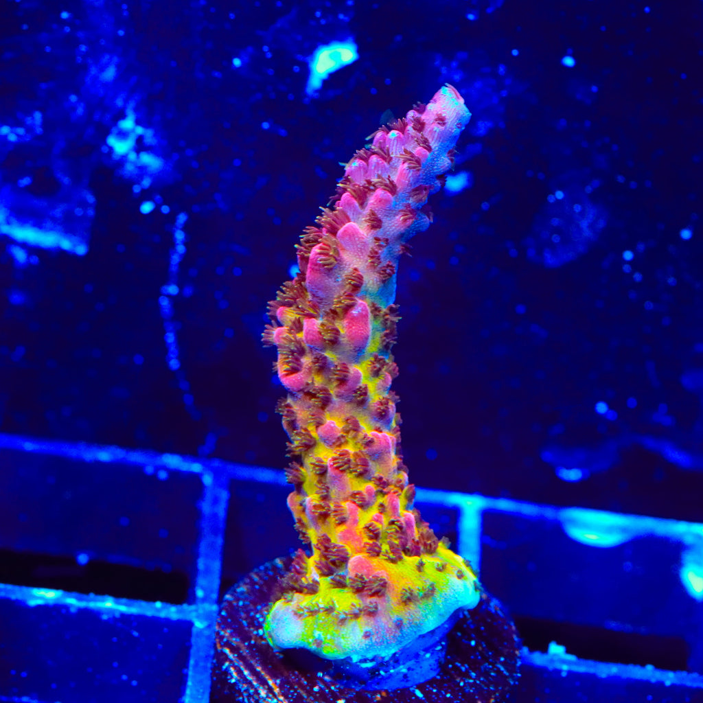 PC Rainbow Acropora Coral