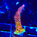 PC Rainbow Acropora Coral