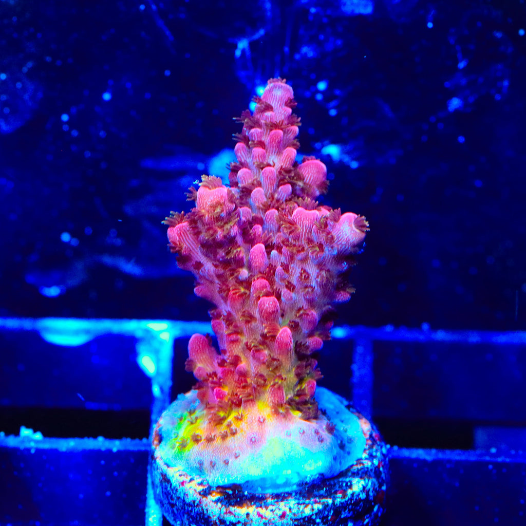 PC Rainbow Acropora Coral