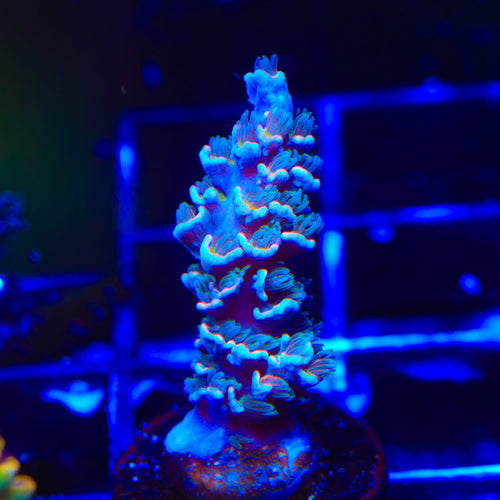 TSA Smurf Smasher Acropora Coral