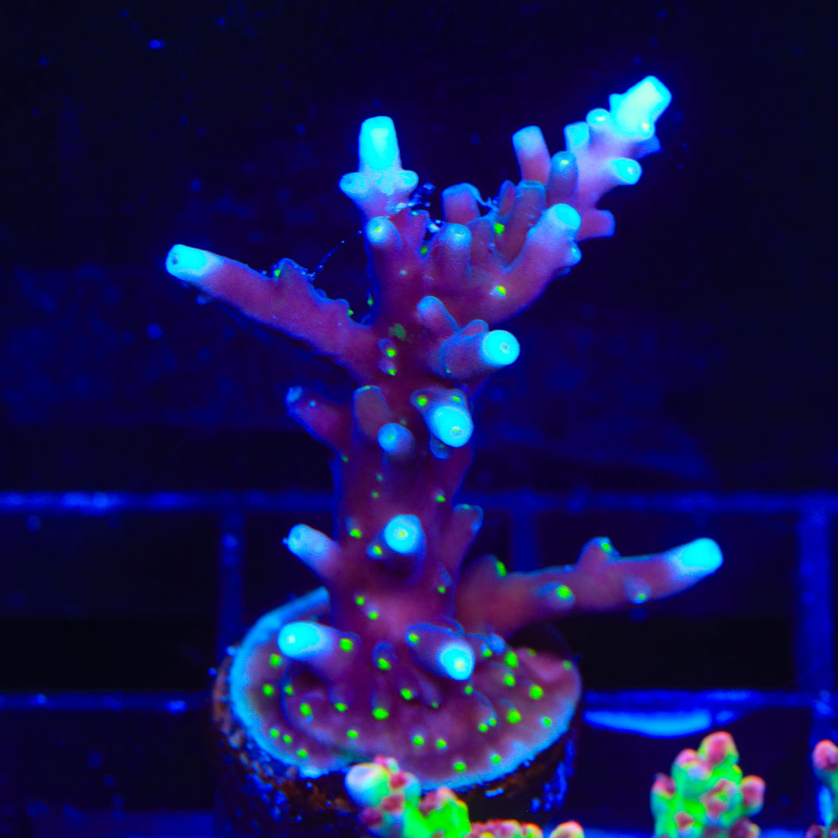 Black Sabbath Dragon Acropora Coral