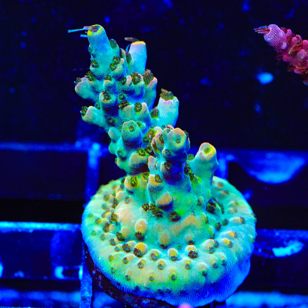 TSA Long Island Acropora Coral