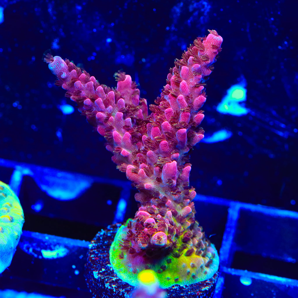 PC Rainbow Acropora Coral