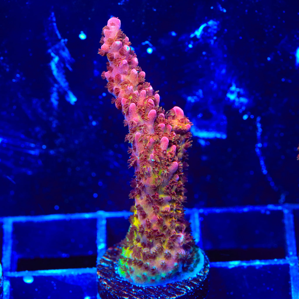 PC Rainbow Acropora Coral