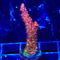 PC Rainbow Acropora Coral
