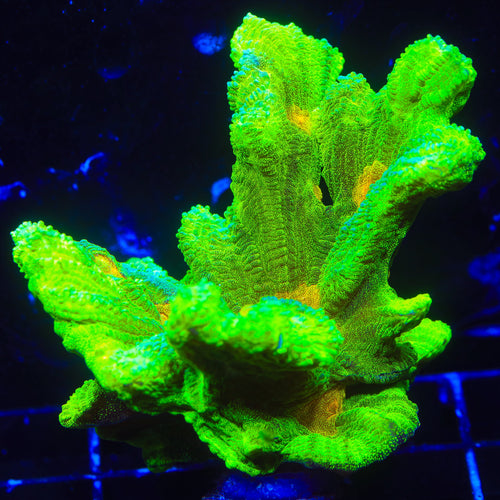 Space Invader Pectinia Coral
