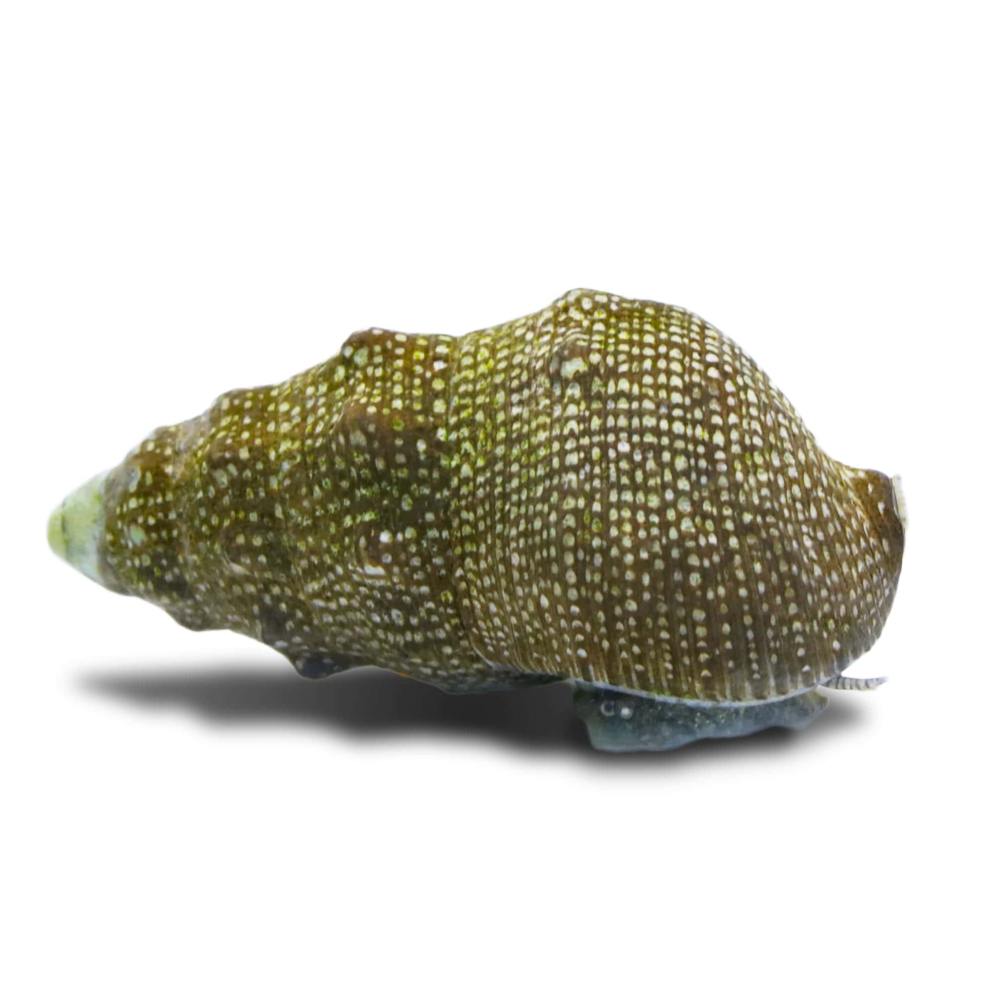 Collonista Snail - Reef Genetics – Top Shelf Aquatics