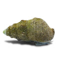Cerith Snail - Main